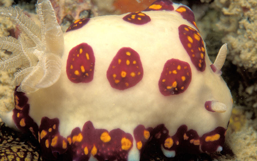 Chromodoris cazae